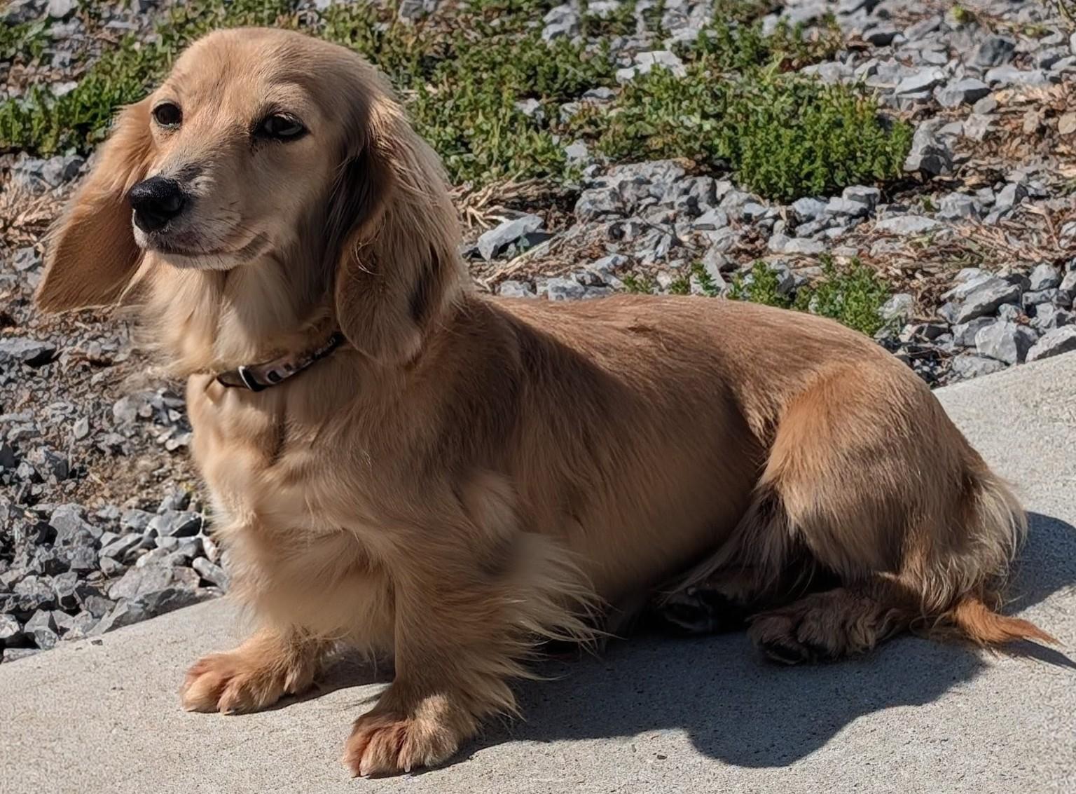 Enlarge Eve in SC, a ADOPTABLE Dachshund (Long Haired) in Georgetown, SC image 3/5