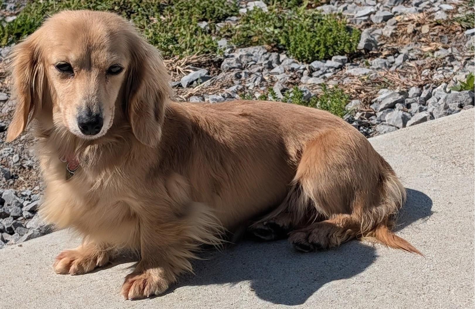 Enlarge Eve in SC, a ADOPTABLE Dachshund (Long Haired) in Georgetown, SC image 1/5