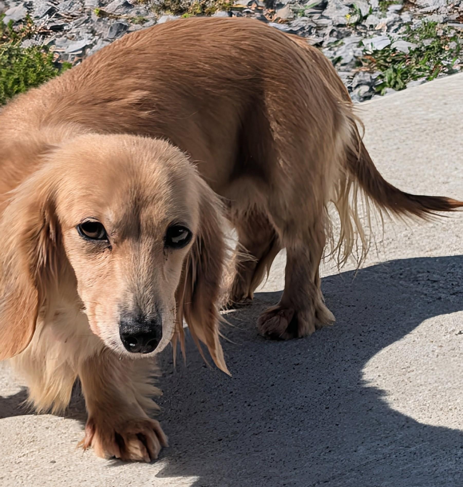 Enlarge Eve in SC, a ADOPTABLE Dachshund (Long Haired) in Georgetown, SC image 4/5