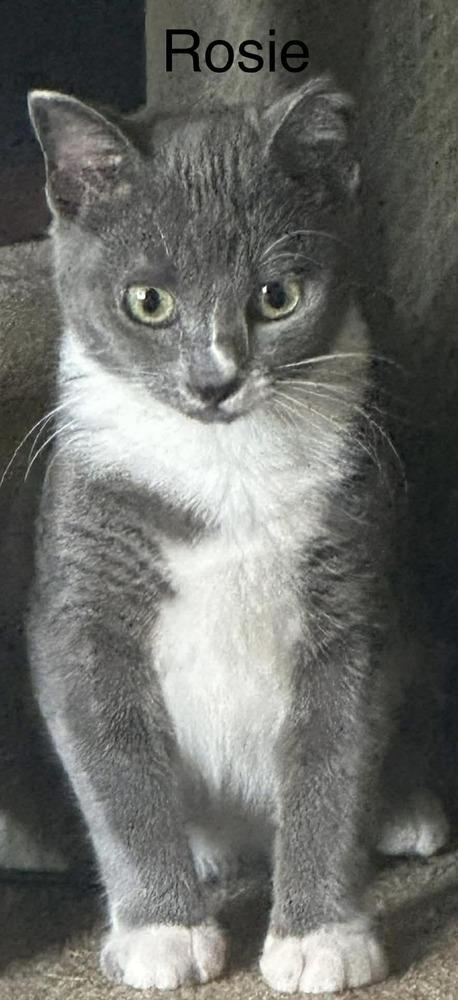 Rosie, Adoptable, Young Female Domestic Short Hair.