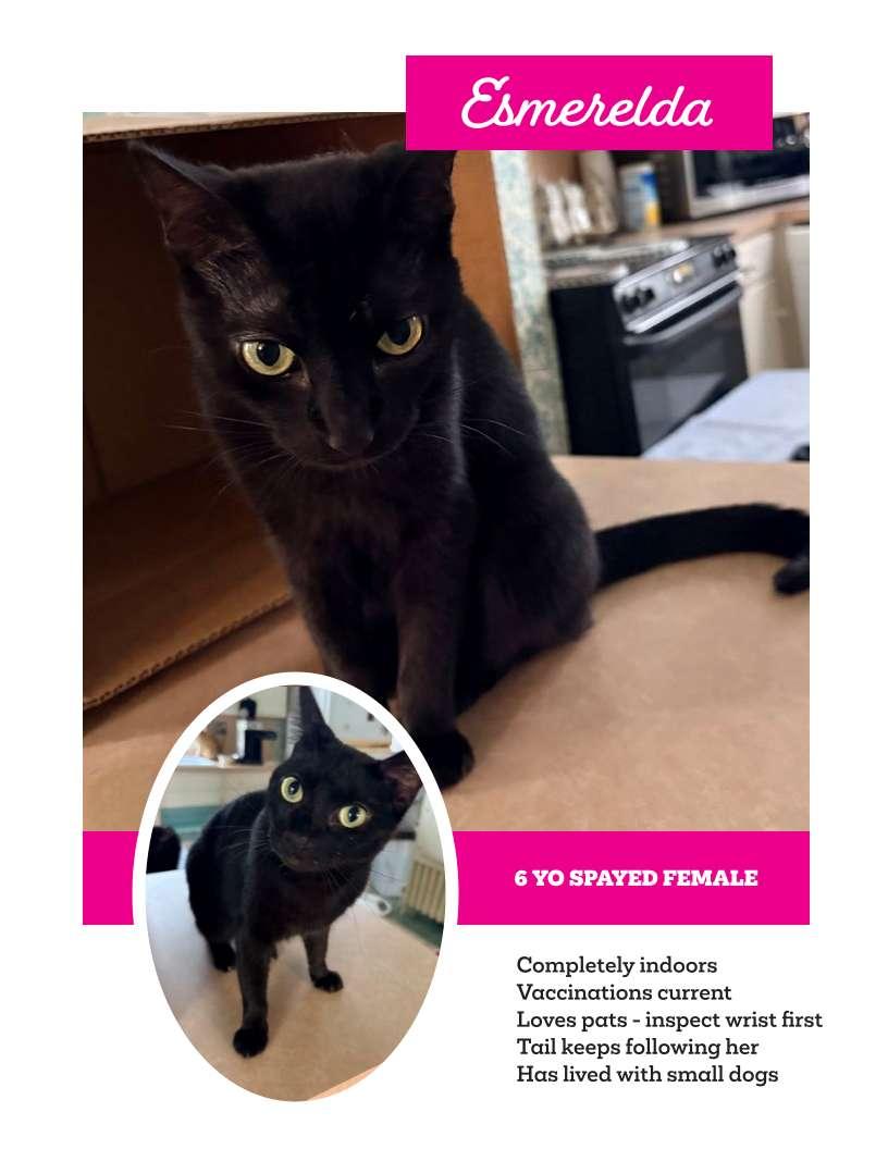 Esmerelda--NEEDS YOU, ADOPTABLE, Adult Female Domestic Short Hair.