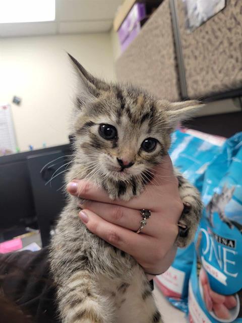 CASHMERE, Adoptable, Young Female Domestic Short Hair.