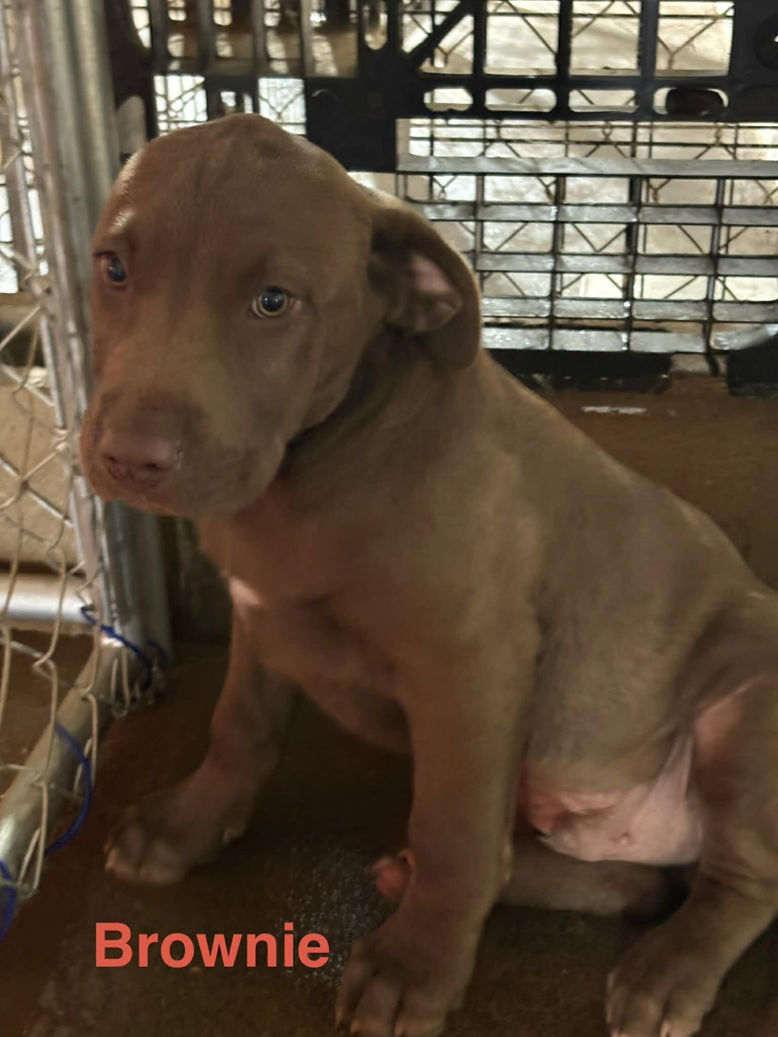 Enlarge Brownie, an adopted mixed breed in Zimmerman, MN image 1/1