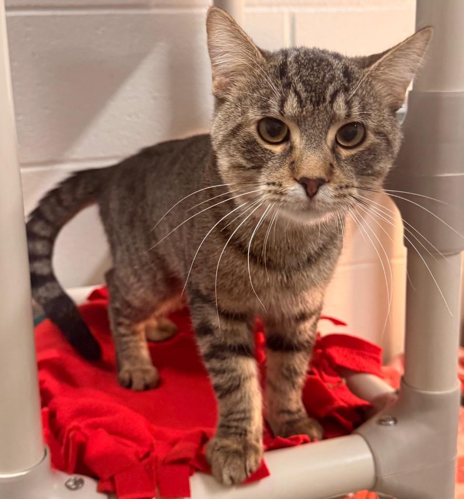 Enlarge Newt, a Adoptable mixed breed in Defiance, OH image 2/6