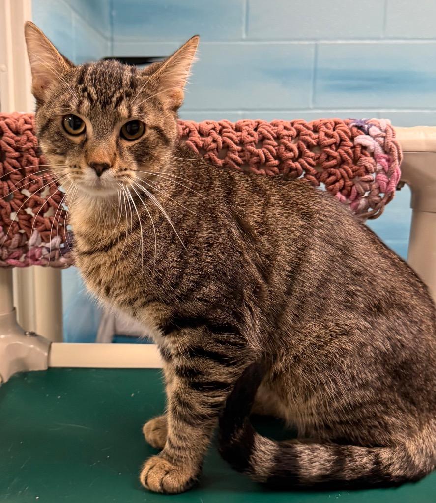 Newt, a Adoptable mixed breed in Defiance, OH image 2/6