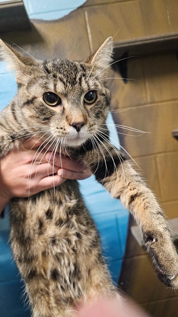 Newt, a Adoptable mixed breed in Defiance, OH image 3/6