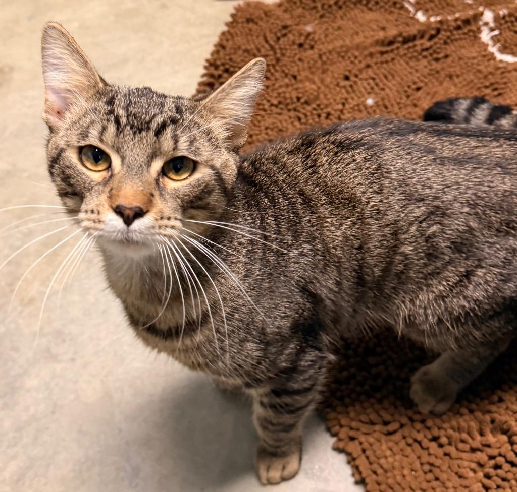 Enlarge Newt, a Adoptable mixed breed in Defiance, OH image 6/6