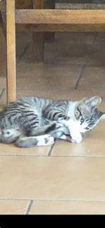 Ninja — thumbnail 2