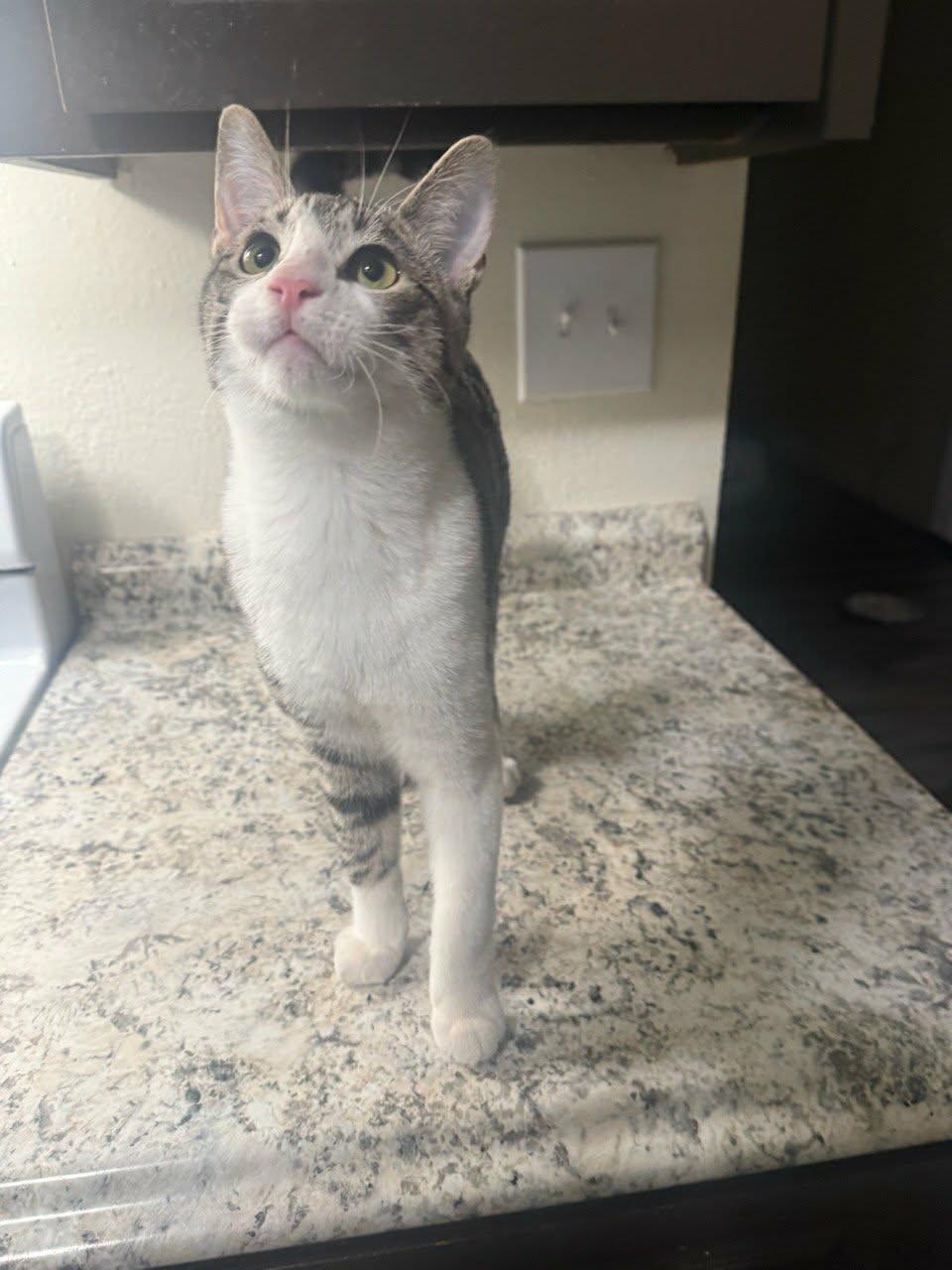 Ninja — thumbnail 4