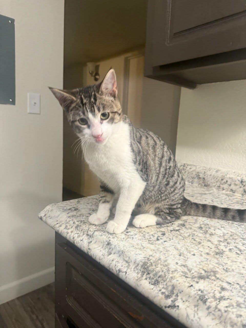 Ninja — thumbnail 5