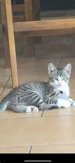 Ninja — thumbnail 6