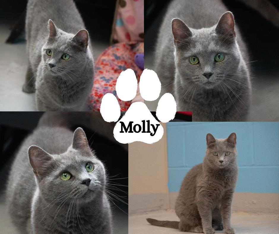 Enlarge Molly, a ADOPTABLE mixed breed in Winchester, KY image 1/1