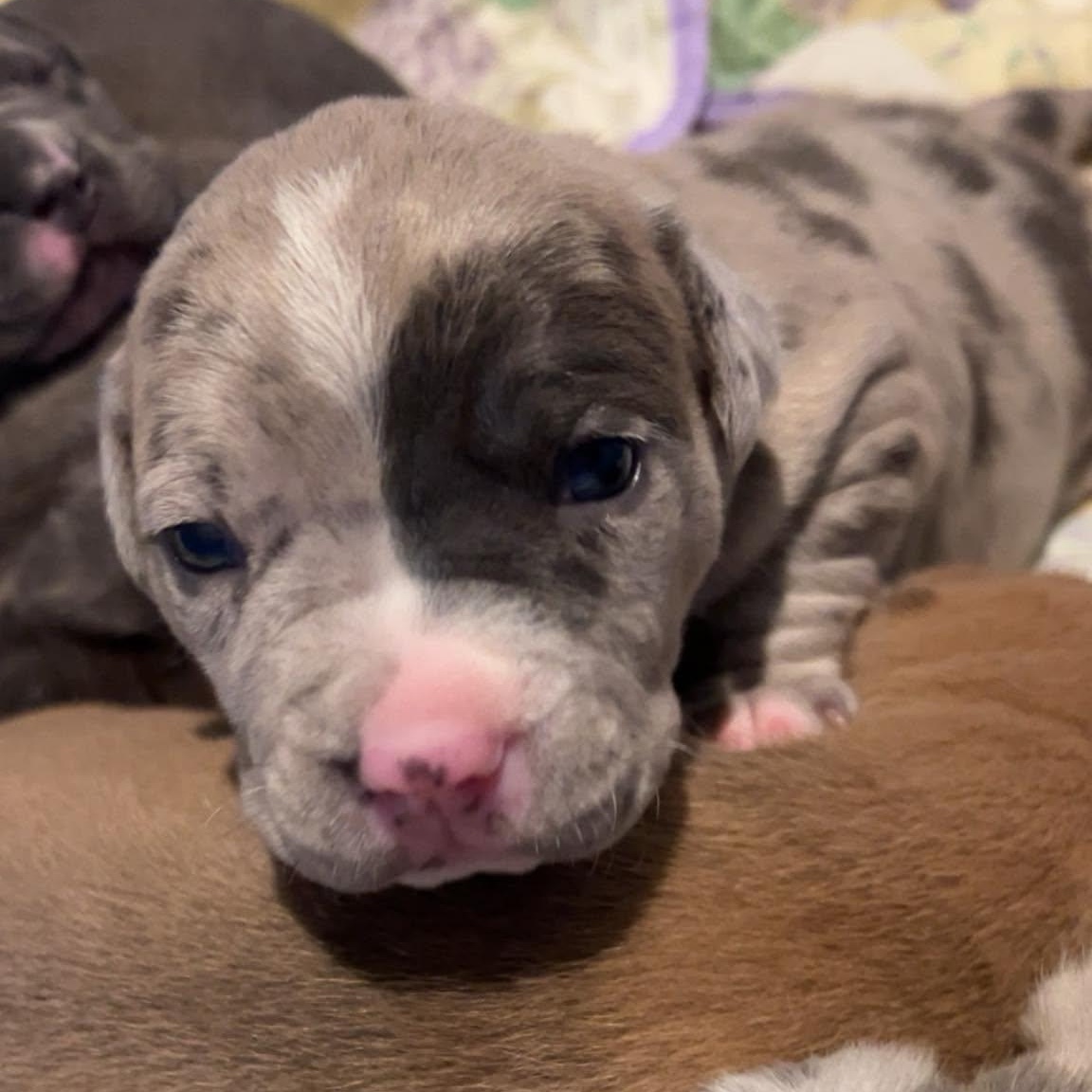 Enlarge Miranda, an adopted mixed breed in Binghamton, NY image 1/1