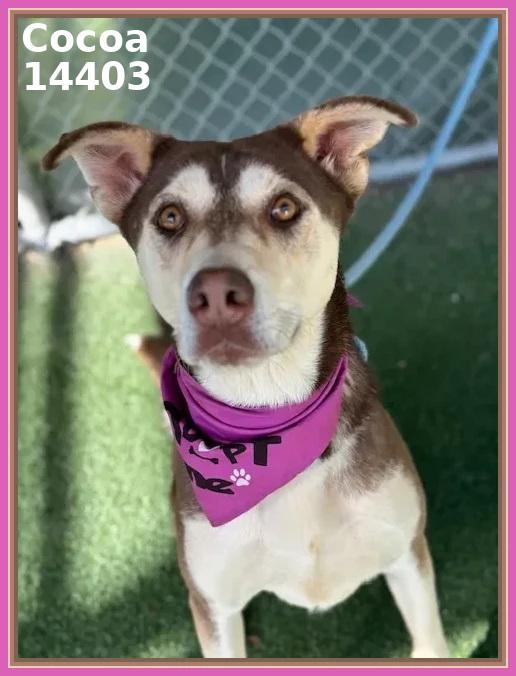 COCOA, a Adoptable mixed breed in Marietta, GA image 1/6