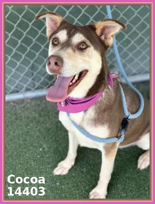 COCOA, a Adoptable mixed breed in Marietta, GA image 2/6