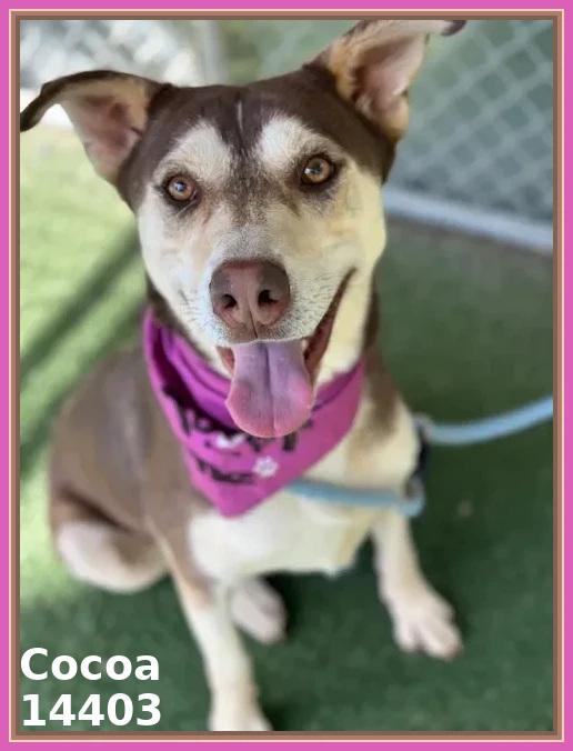 COCOA, a Adoptable mixed breed in Marietta, GA image 4/6