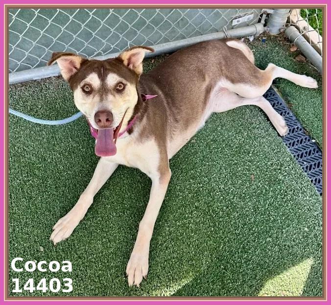 COCOA, Adoptable, Adult Female Shepherd & Siberian Husky.