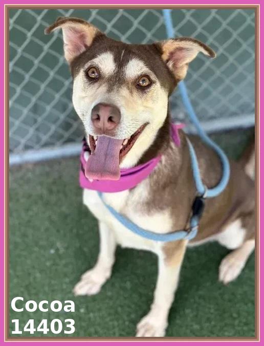 COCOA, a Adoptable mixed breed in Marietta, GA image 6/6