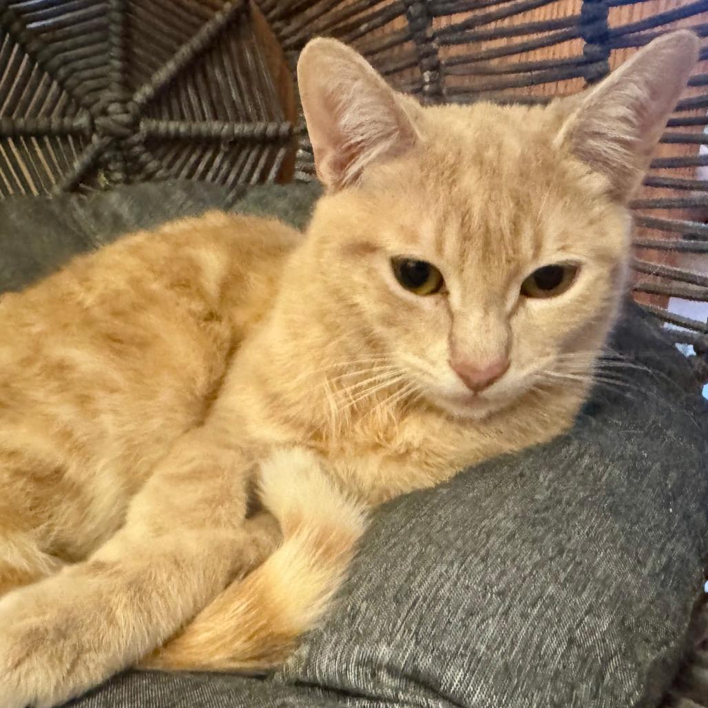 Coco Puff — thumbnail 2