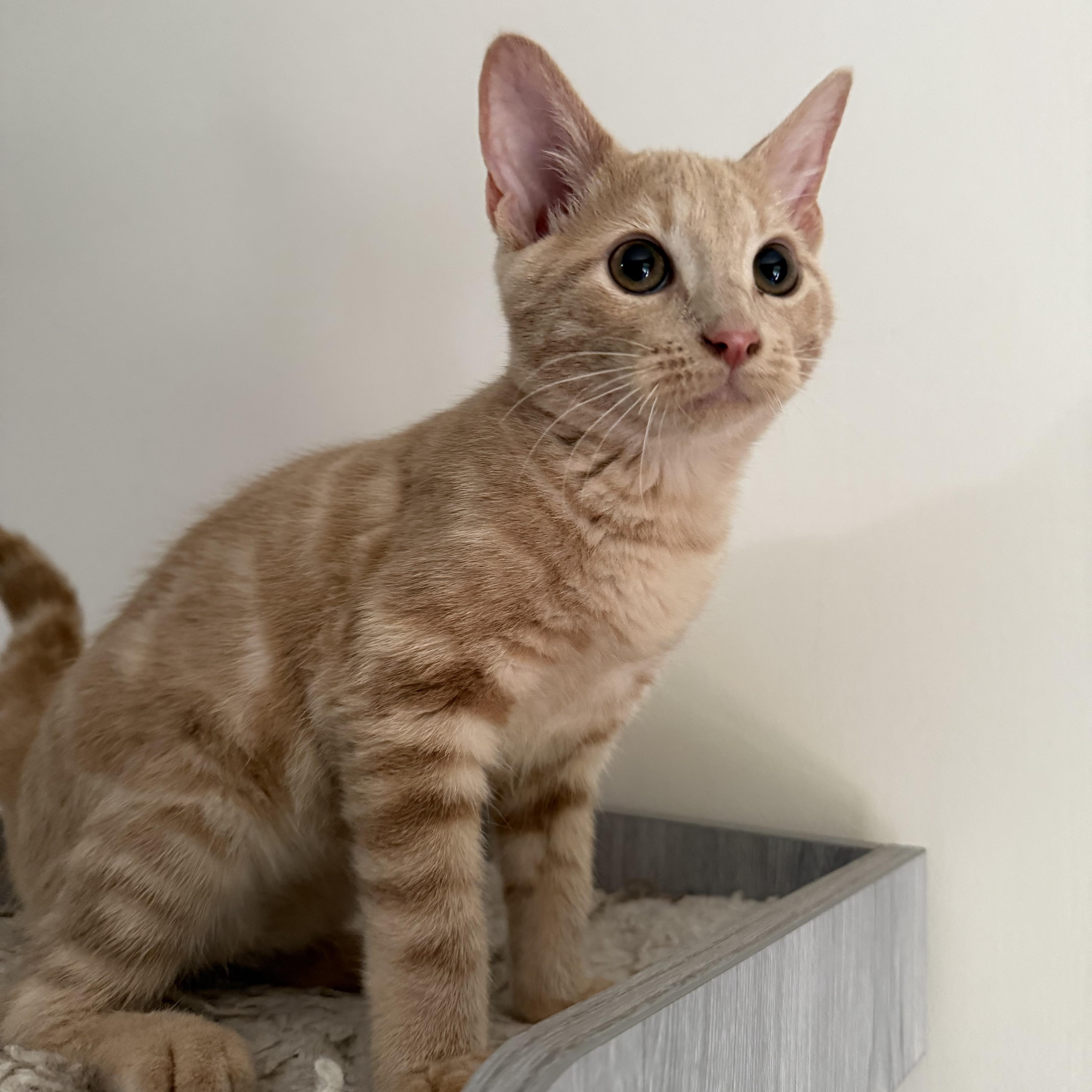 Enlarge Roll, a Adoptable Domestic Short Hair in Seneca, SC image 6/6