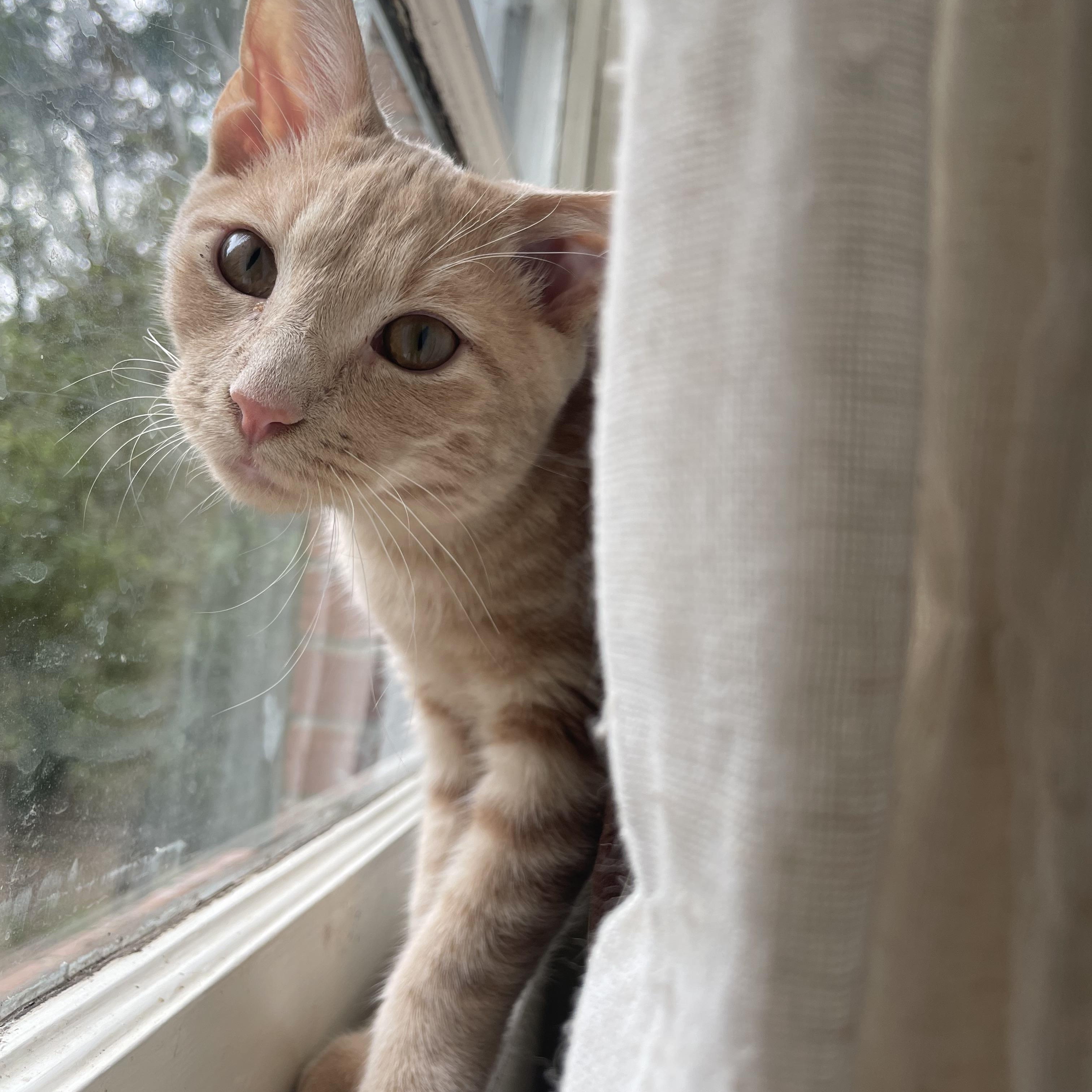 Enlarge Roll, a Adoptable Domestic Short Hair in Seneca, SC image 1/6