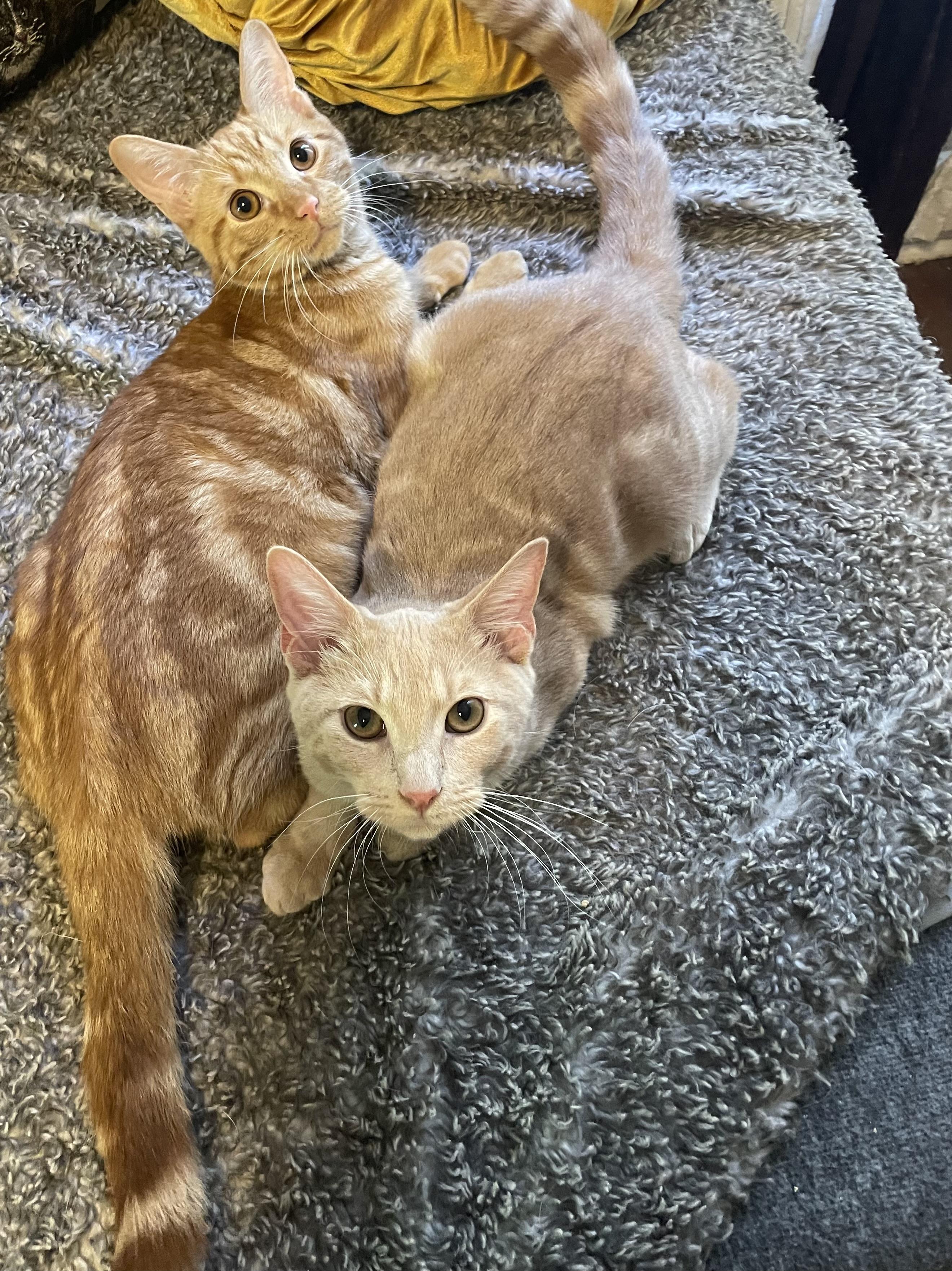 Enlarge Roll, a Adoptable Domestic Short Hair in Seneca, SC image 3/6