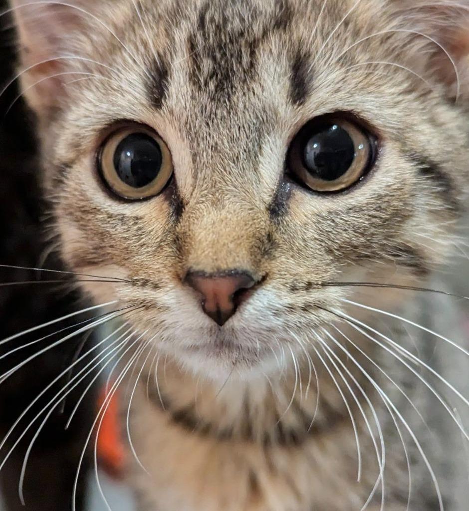 Tito, Adopted, Kitten Male Domestic Short Hair.
