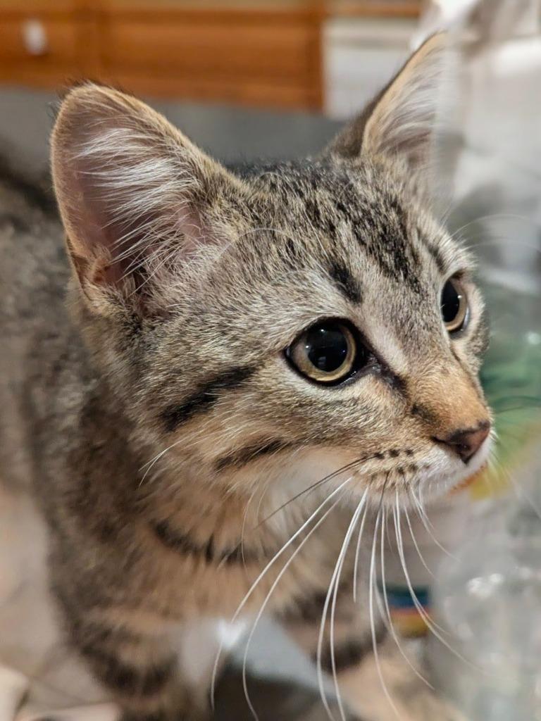 Tito, a Adopted mixed breed in Olathe, KS image 2/3