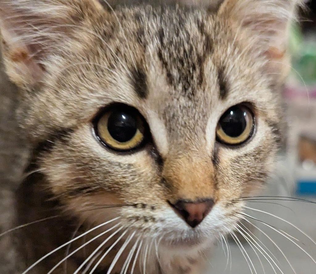 Tito, a Adopted mixed breed in Olathe, KS image 3/3