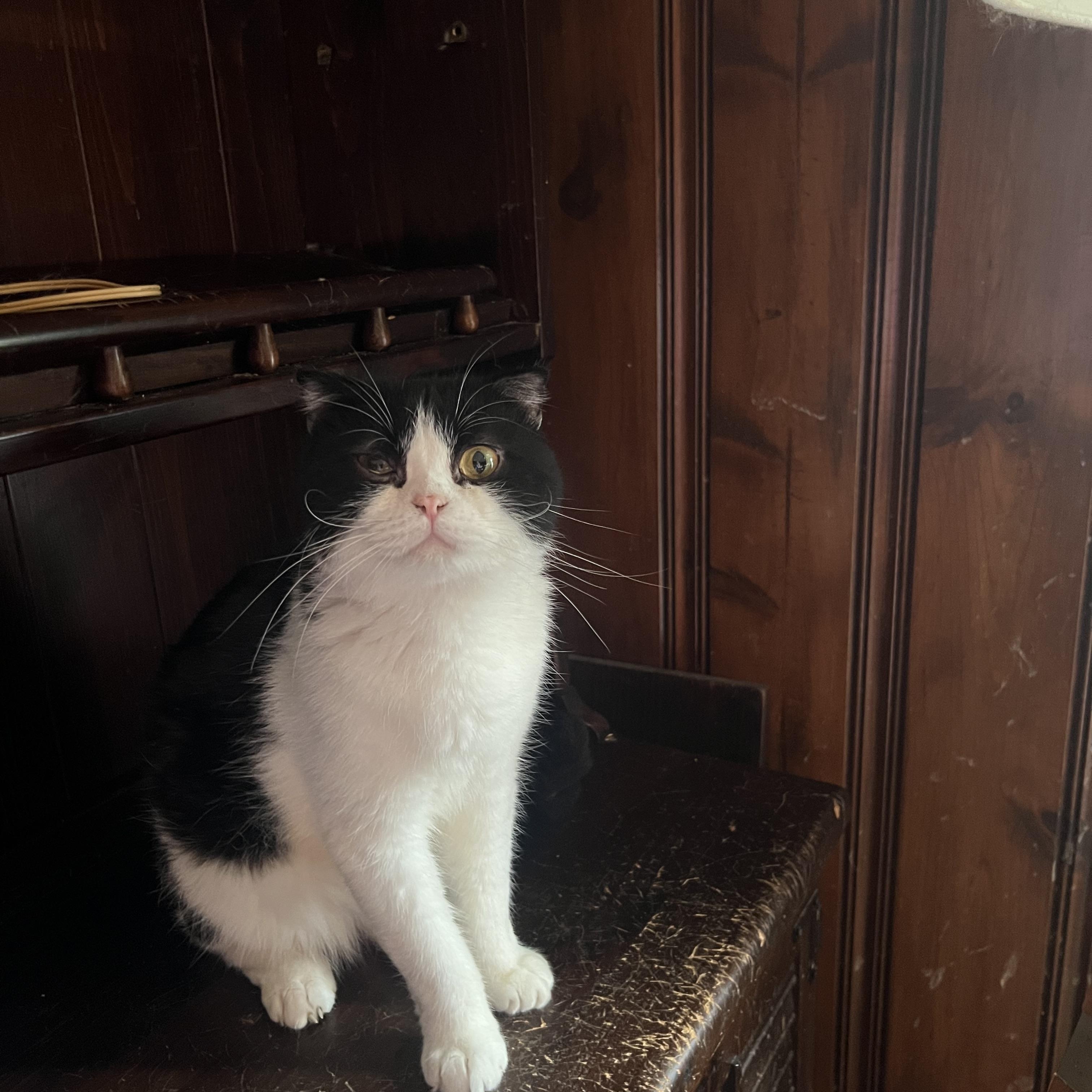 Ringo, a Adoptable Scottish Fold in Federalsburg, MD image 3/5