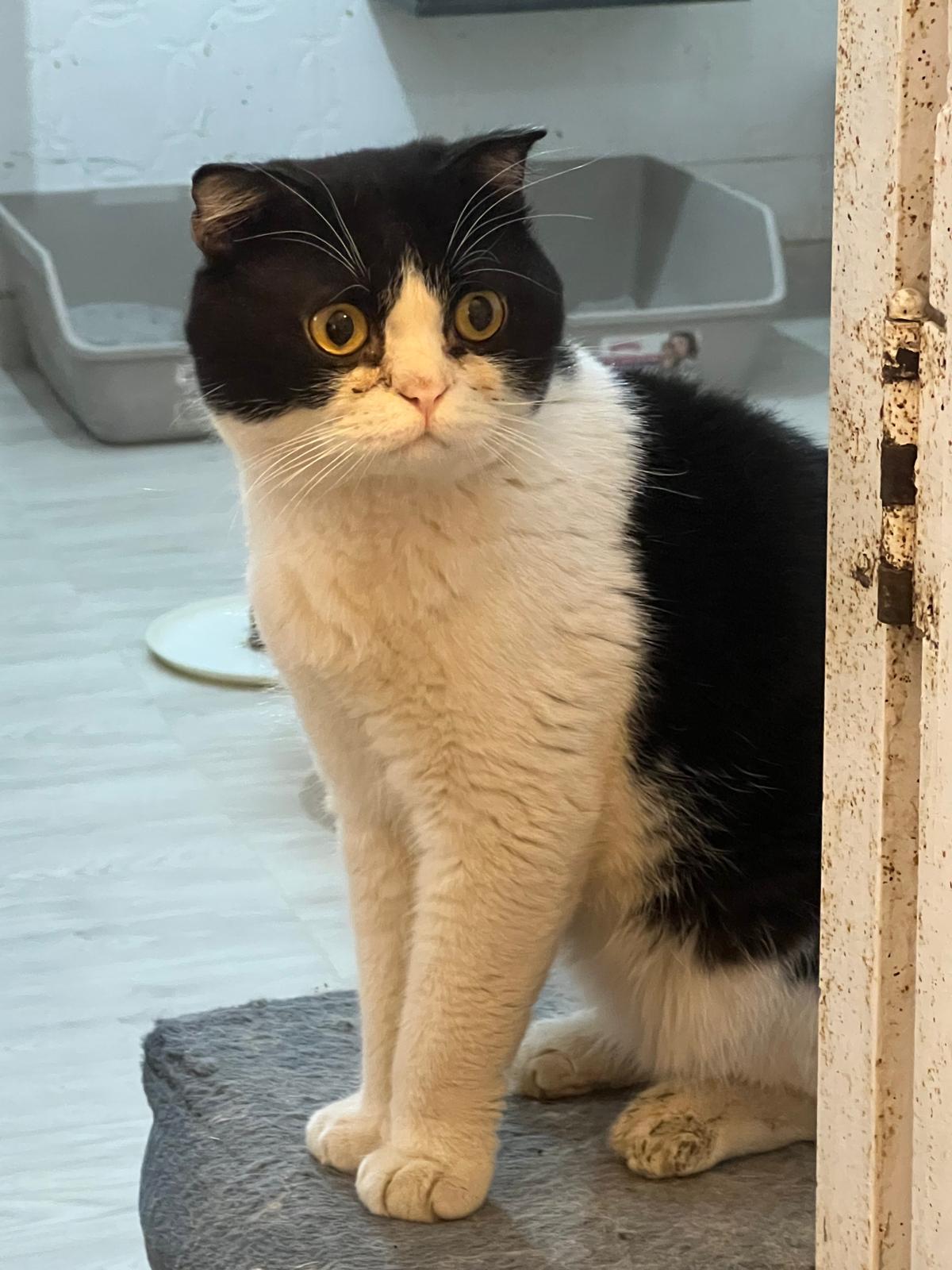 Ringo, a Adoptable Scottish Fold in Federalsburg, MD image 1/5