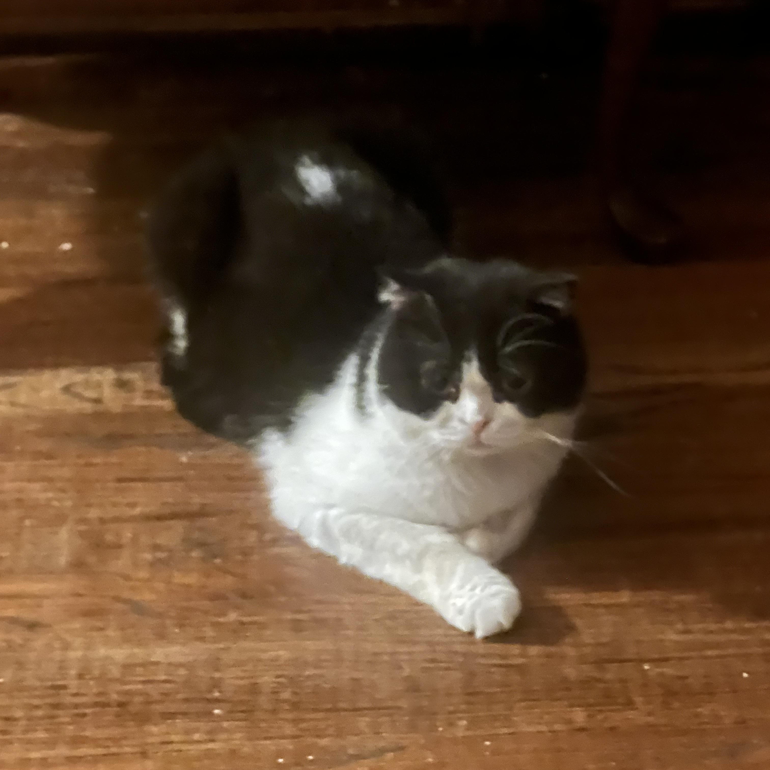 Ringo, a Adoptable Scottish Fold in Federalsburg, MD image 5/5