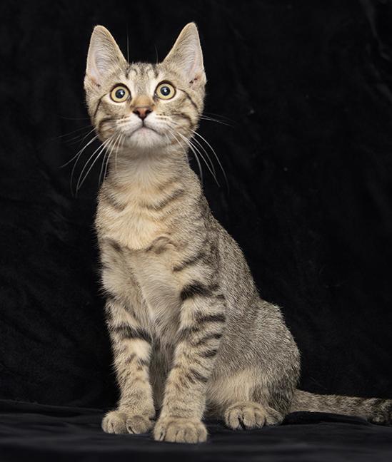 Monty, ADOPTABLE, Kitten Male Tabby.
