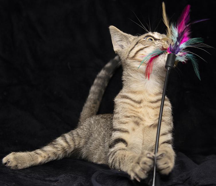 Monty, a ADOPTABLE Tabby in Chicago, IL image 3/5