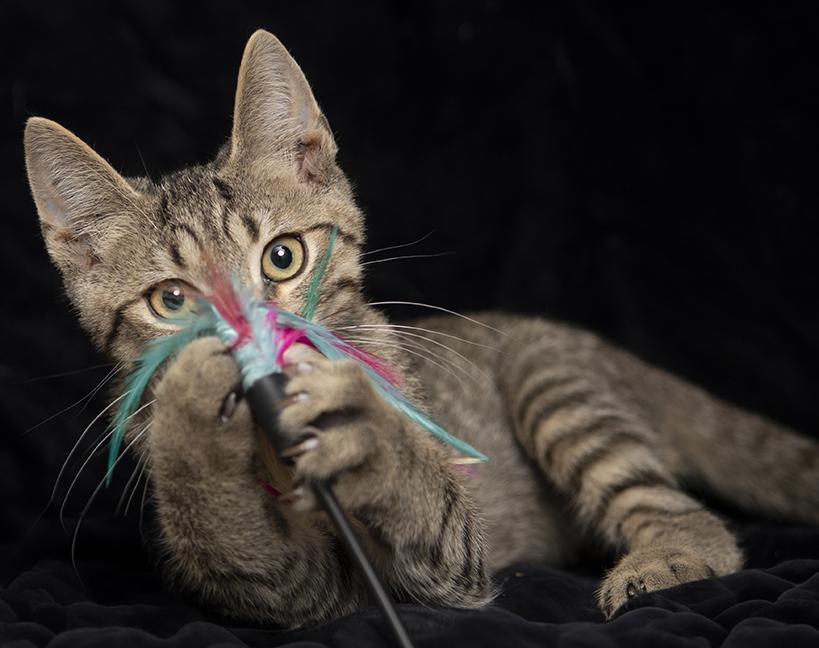 Monty, a ADOPTABLE Tabby in Chicago, IL image 4/5