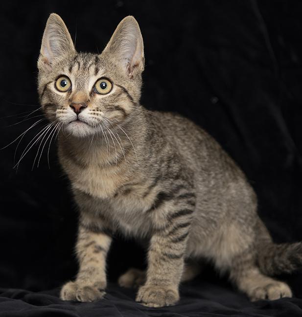 Monty, a ADOPTABLE Tabby in Chicago, IL image 5/5