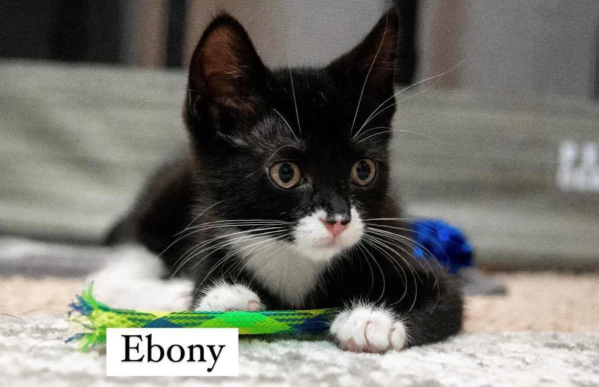 Molly, Chloe & Ebony, Adopted, Kitten Female Domestic Short Hair.