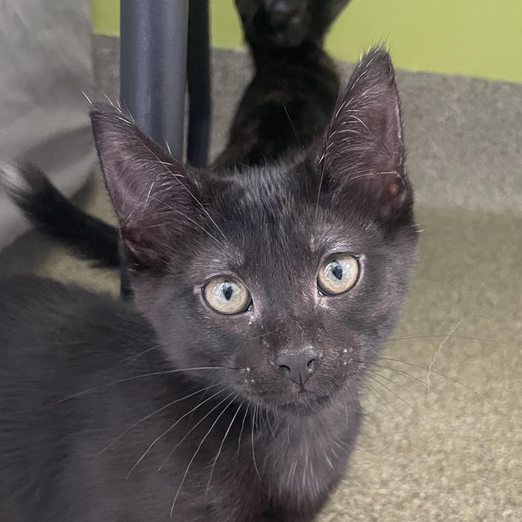 Enlarge Dunkel, a Adoptable Domestic Short Hair in Chicago, IL image 1/1