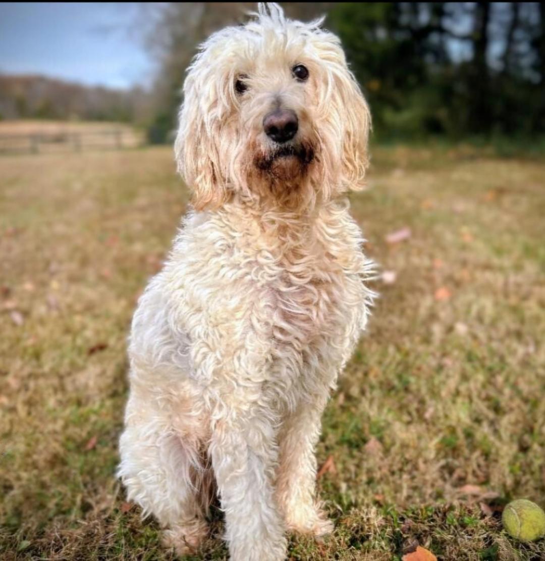 Enlarge NOVA, a Adoptable Goldendoodle in Cincinnati, OH image 1/2