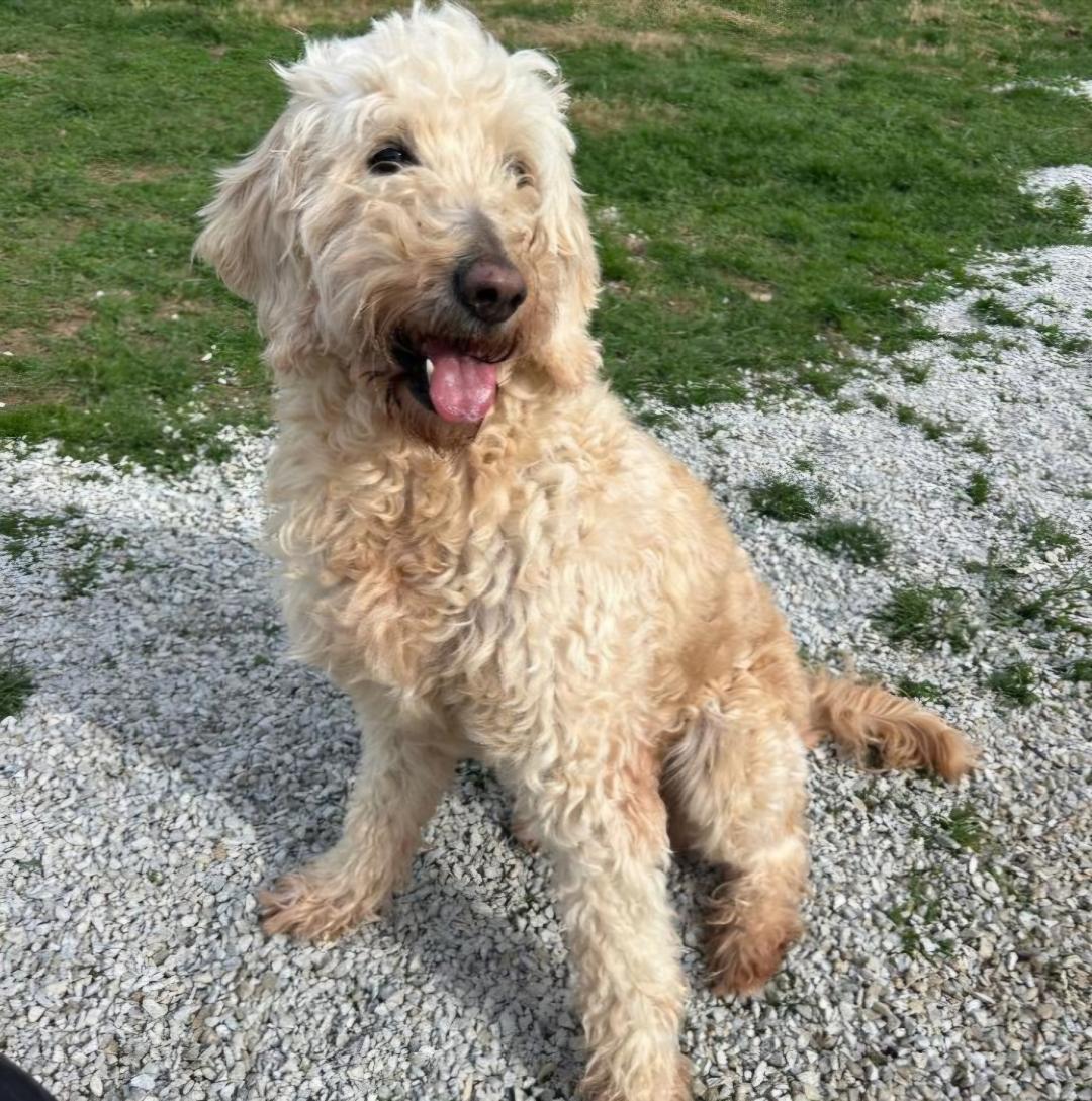 Enlarge NOVA, a Adoptable Goldendoodle in Cincinnati, OH image 2/2