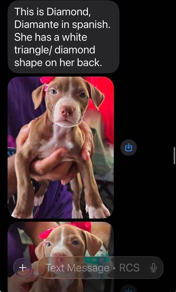 Diamond, an adopted Pit Bull Terrier in Annapolis, MD image 2/2