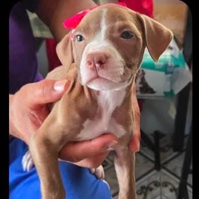 Diamond, an adopted Pit Bull Terrier in Annapolis, MD image 1/2