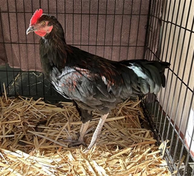 Enlarge A331742, a Adoptable Chicken in San Luis Obispo, CA image 1/1