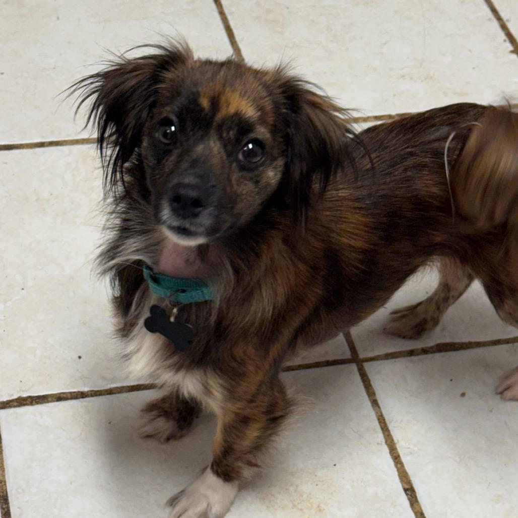 Ruben, a Adoptable mixed breed in Bessemer, AL image 2/6
