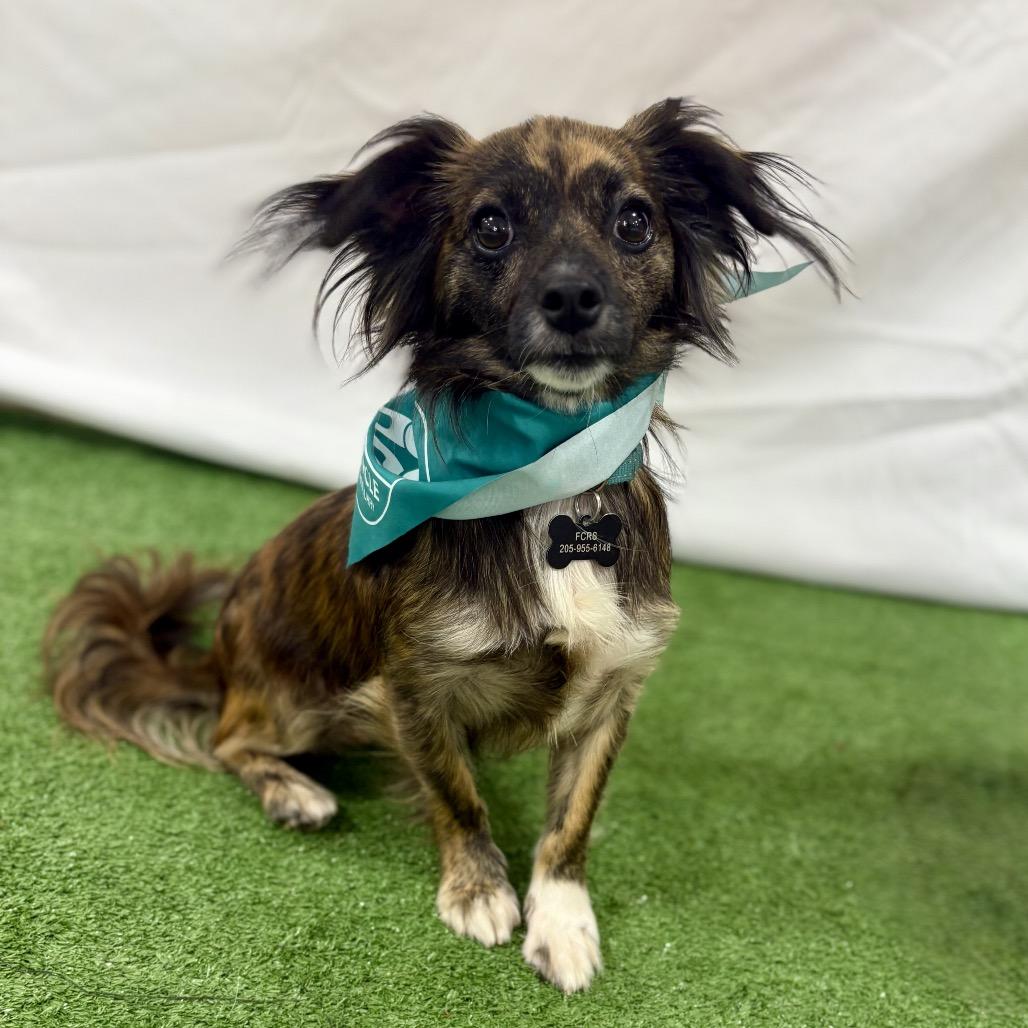 Ruben, a Adoptable mixed breed in Bessemer, AL image 3/6