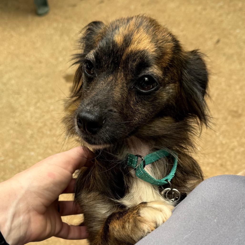 Ruben, a Adoptable mixed breed in Bessemer, AL image 4/6