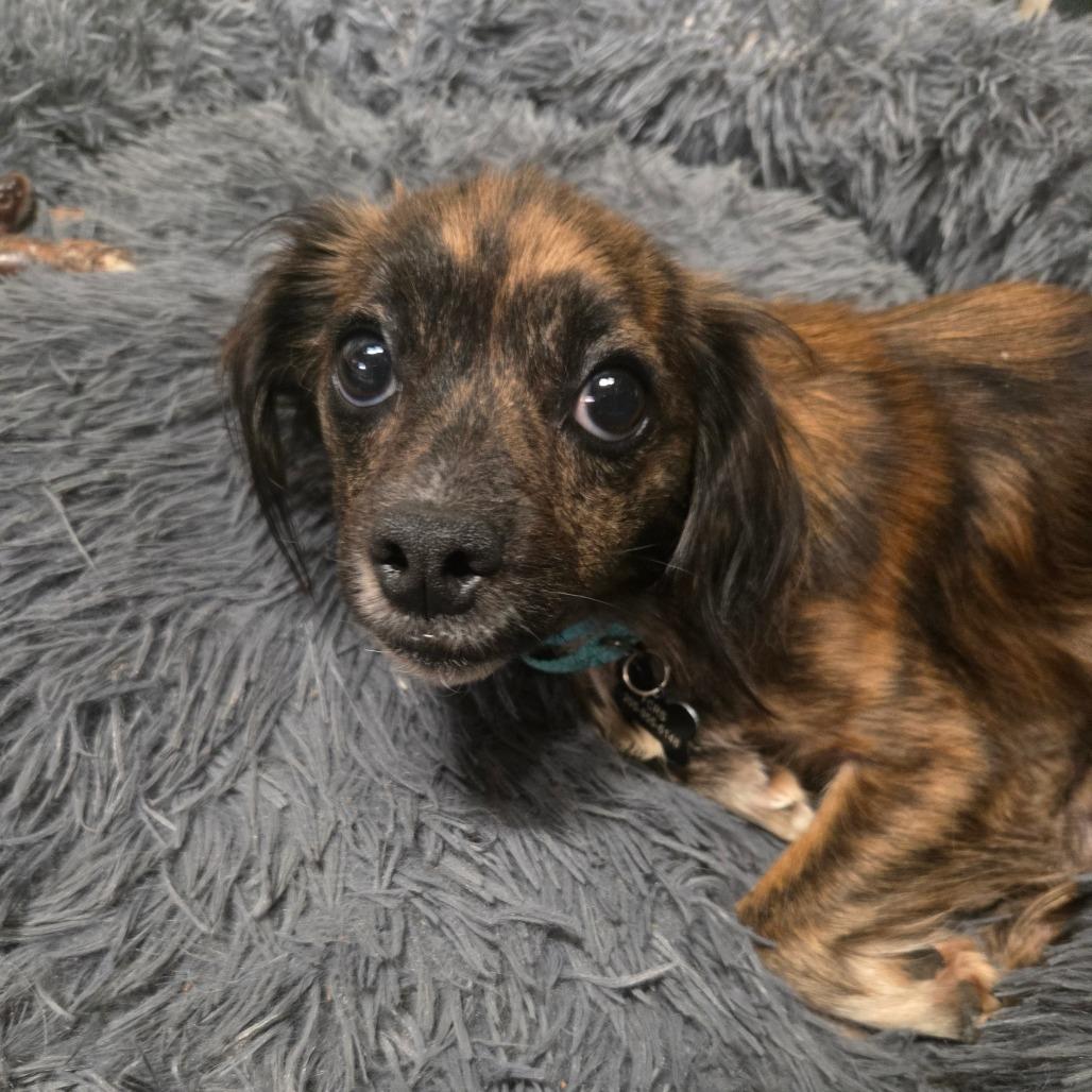 Ruben, a Adoptable mixed breed in Bessemer, AL image 6/6