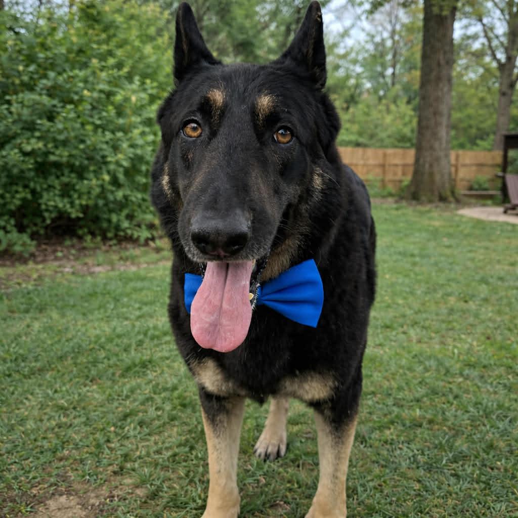 WALTER GS — thumbnail 3