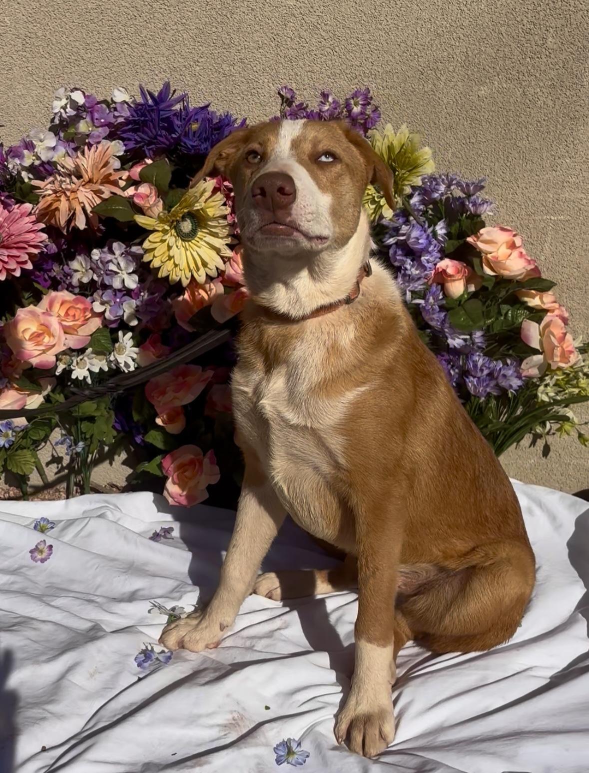 Enlarge OJ, an adopted mixed breed in Payson, AZ image 2/3