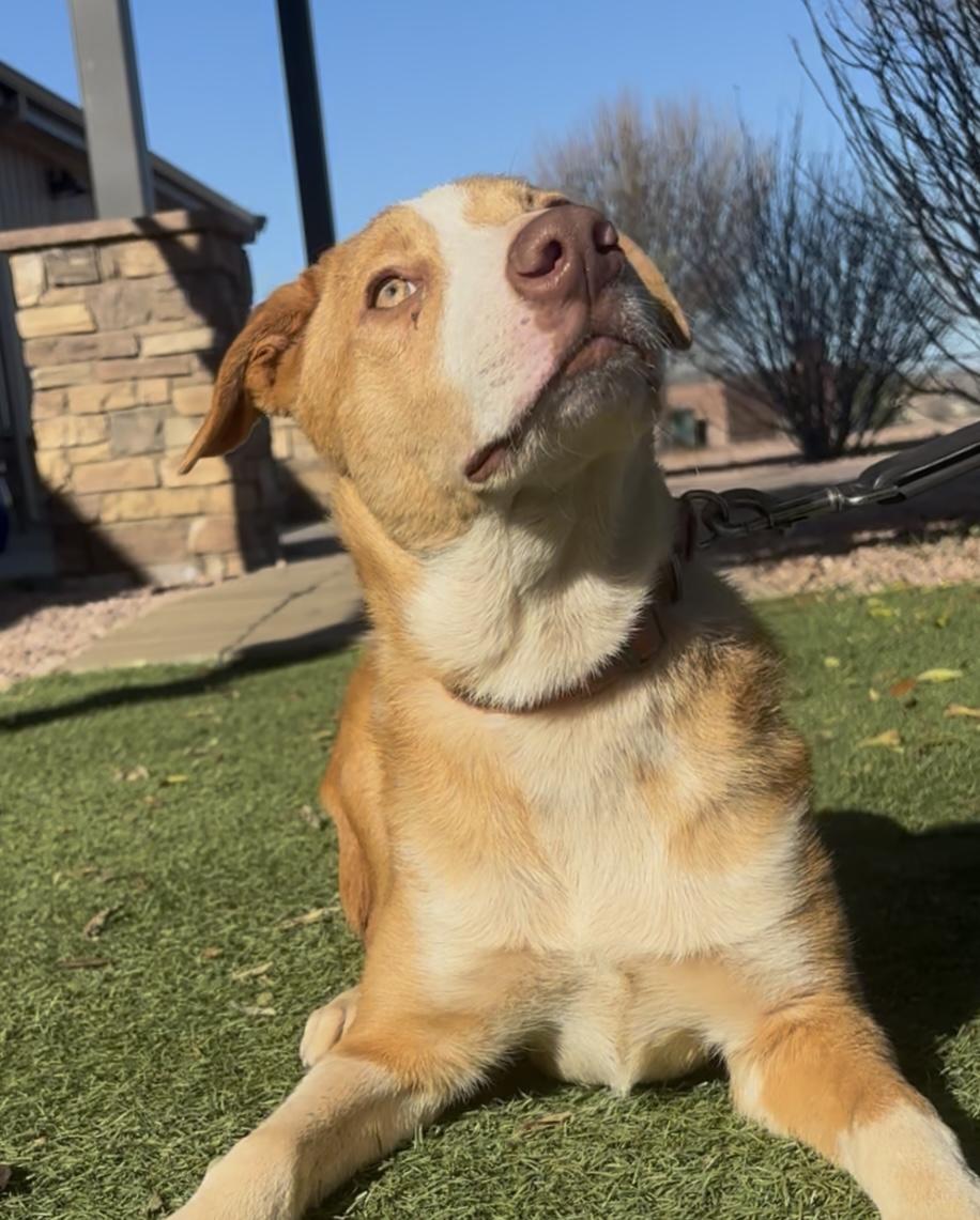 Enlarge OJ, an adopted mixed breed in Payson, AZ image 3/3